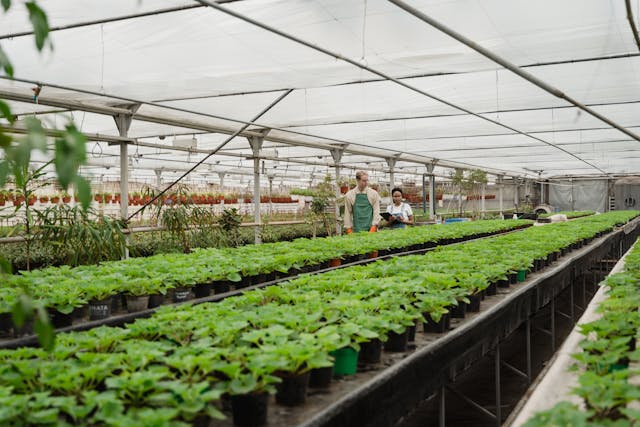 Automate & Optimize Greenhouse Ventilation